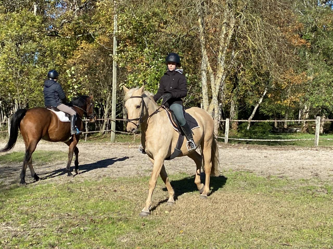 Joli hongre palomino OC de 4 ans