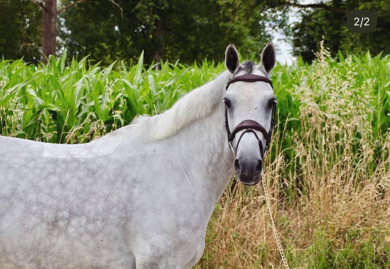 Jument 8 ans top amateur 