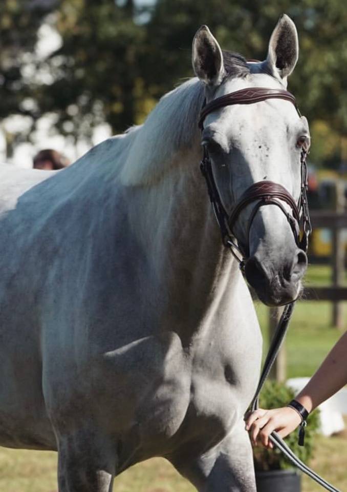 Jument 8 ans top amateur 