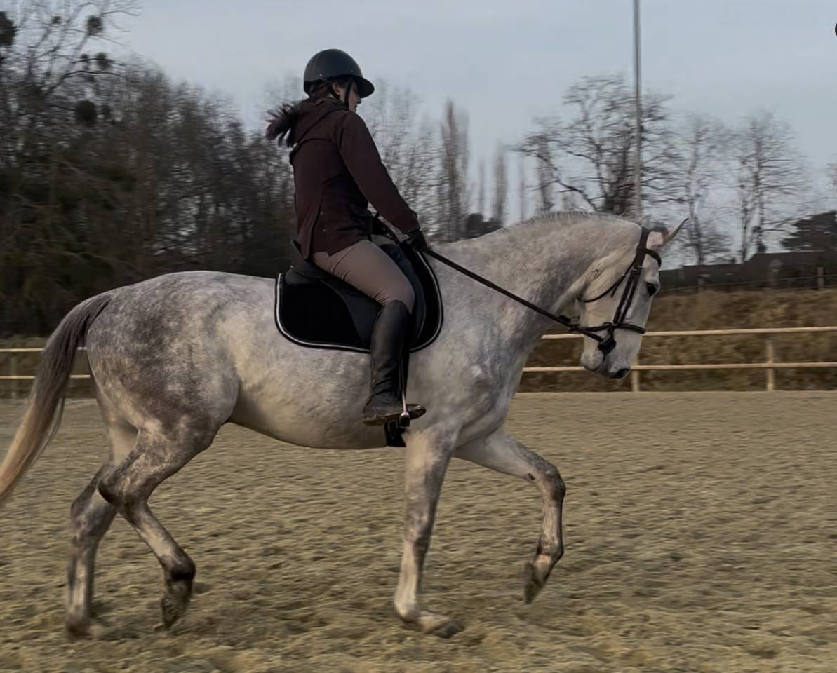 Demi-pension sur Galao, hongre de 9 ans ?