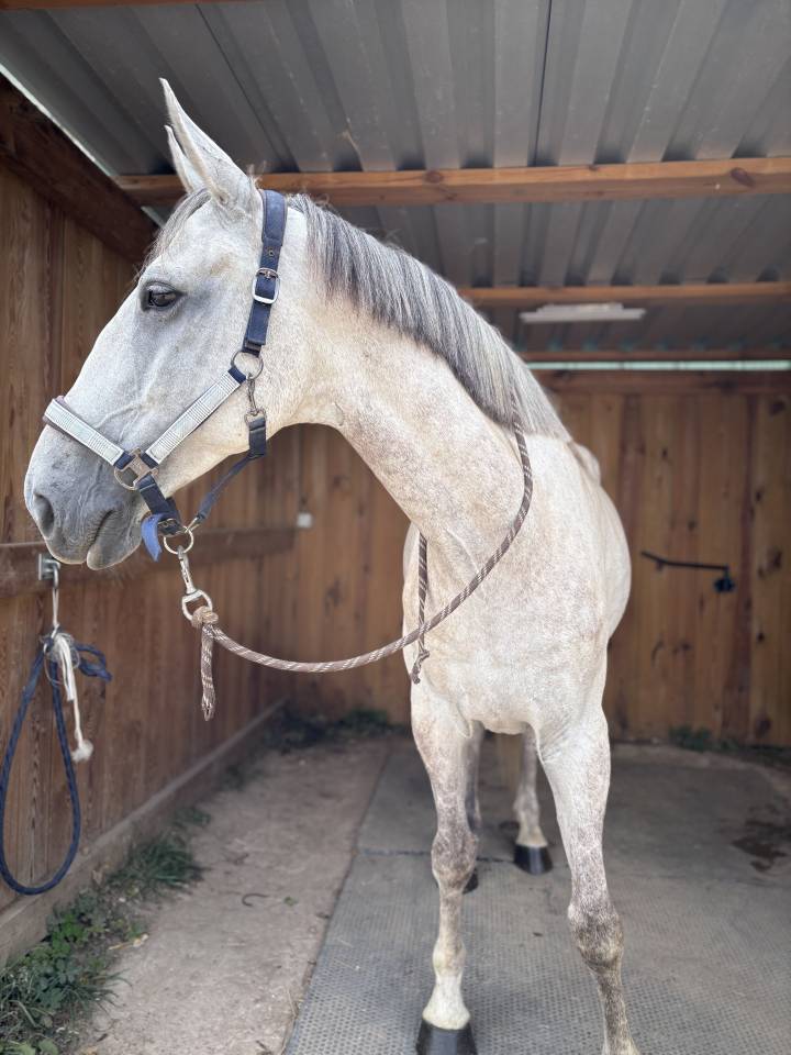 Demi-pension sur Galao, hongre de 9 ans ?