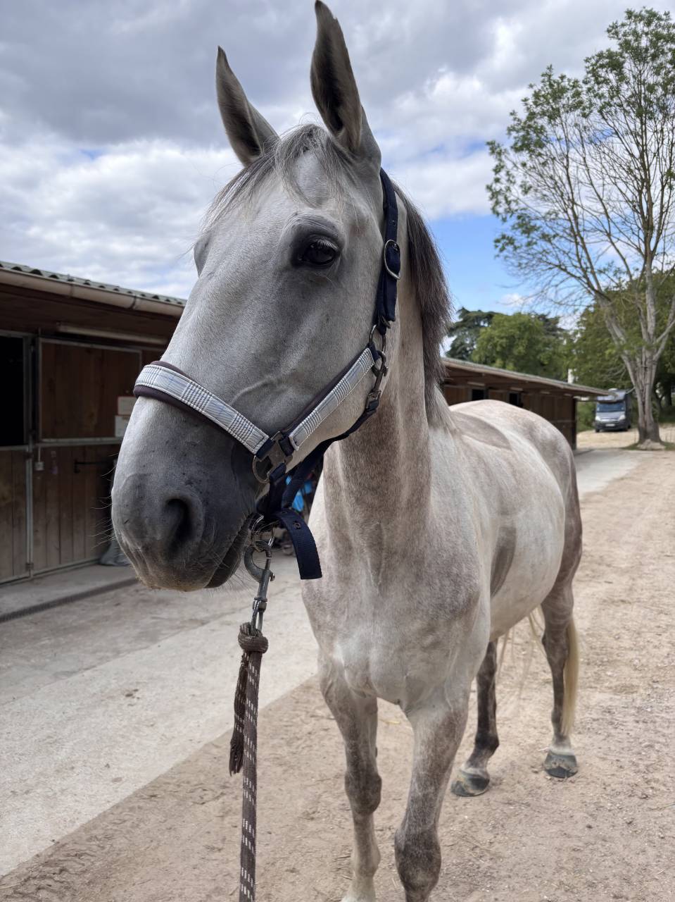 Demi-pension sur Galao, hongre de 9 ans ?