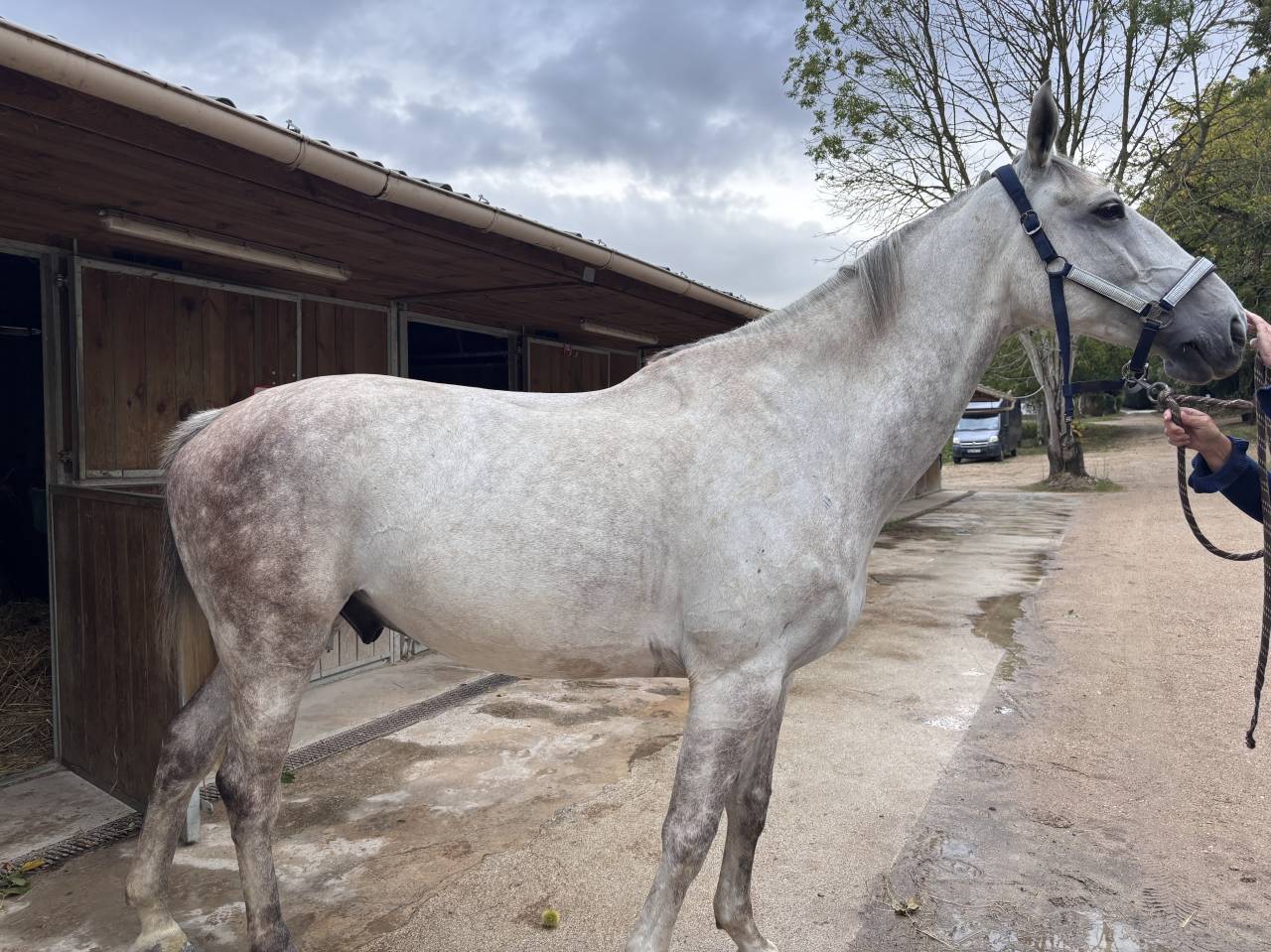 Demi-pension sur Galao, hongre de 9 ans ?