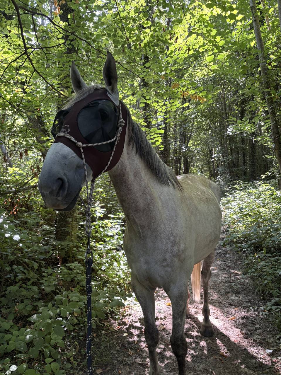 Demi-pension sur Galao, hongre de 9 ans ?