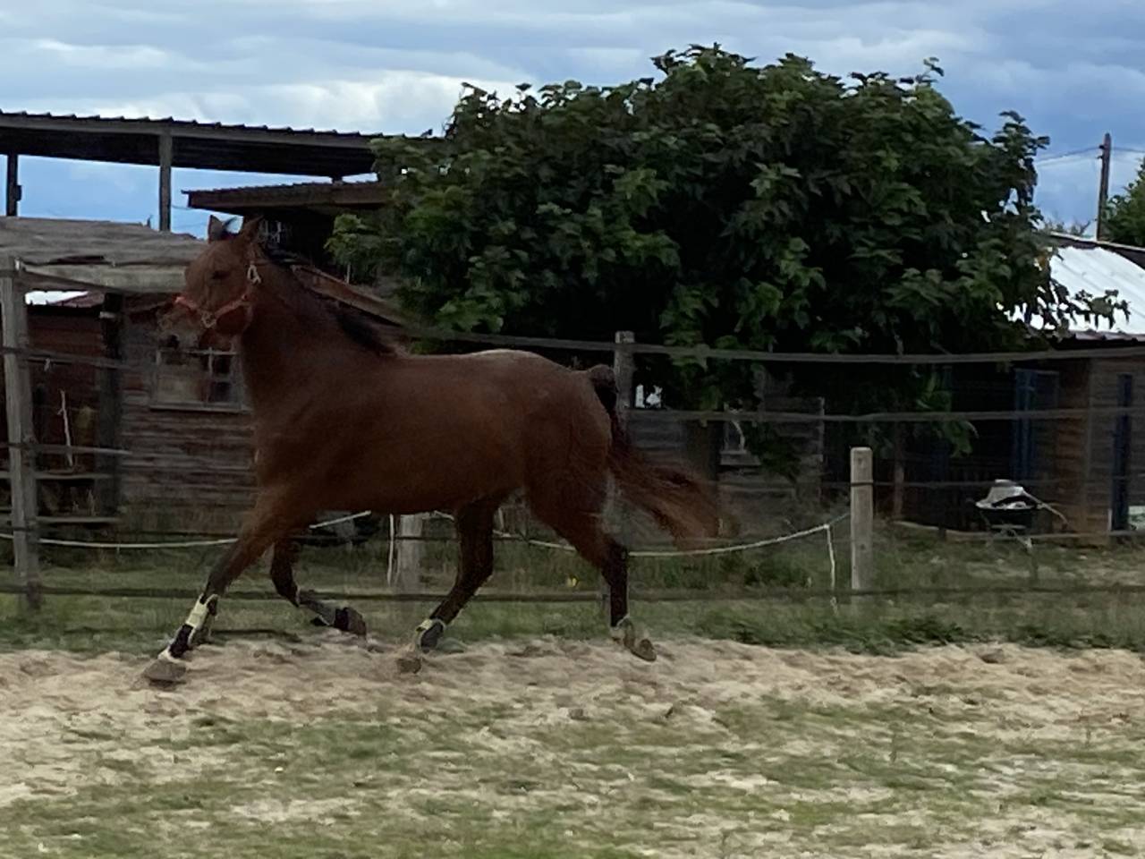 Vds hongre cso 10ans 