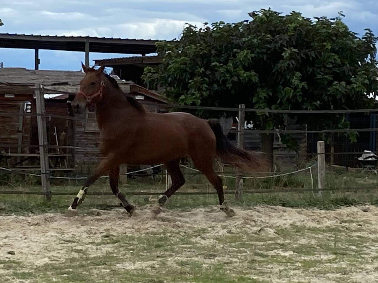 Vds hongre cso 10ans 