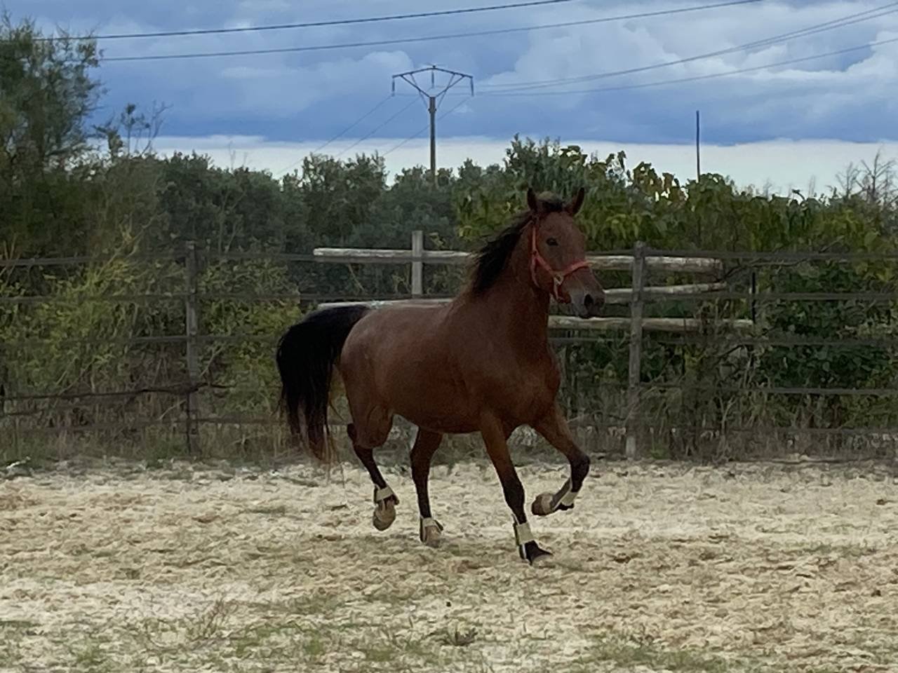 Vds hongre cso 10ans 