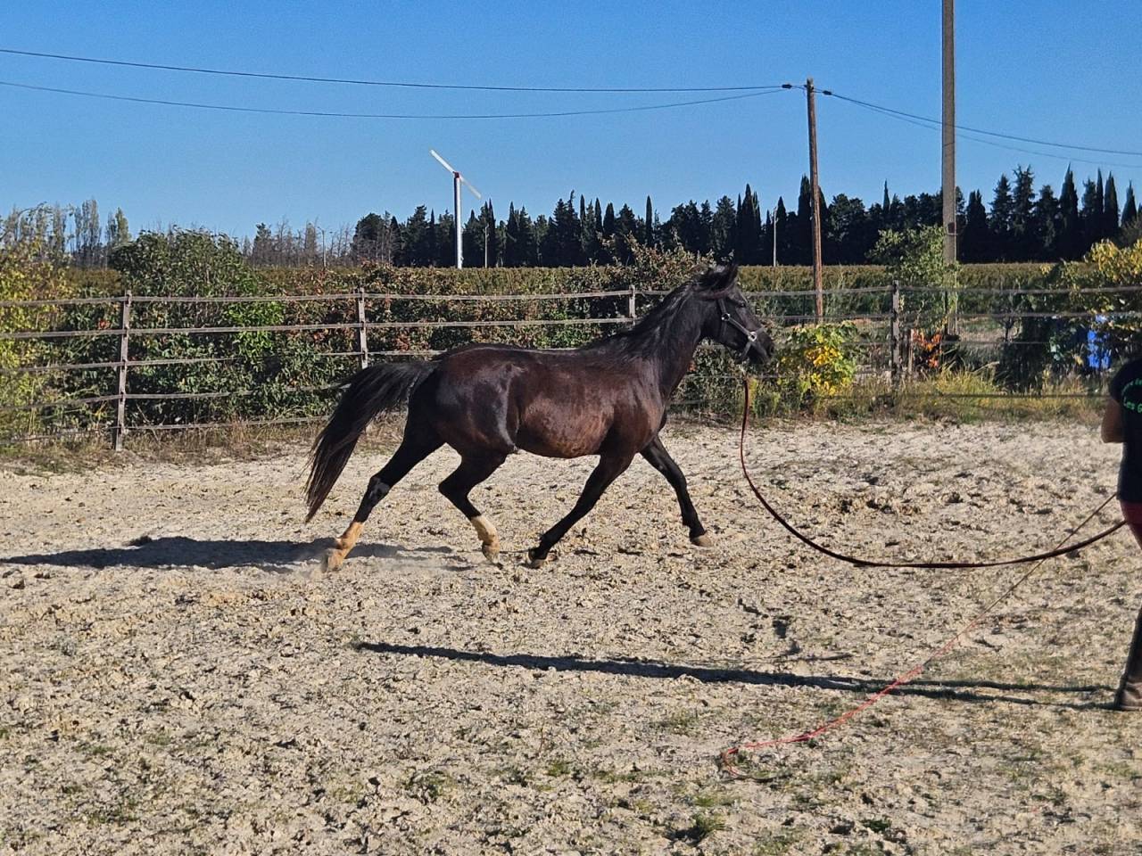 Vds jument 7 ans oldenburg/lusitanien PP