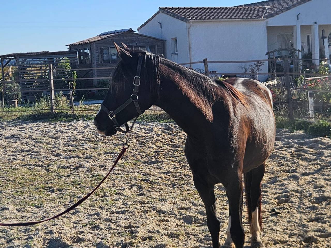 Vds jument 7 ans oldenburg/lusitanien PP