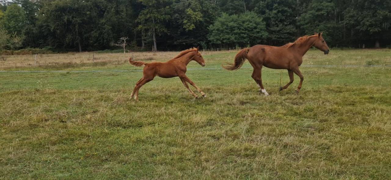 Poulain Selle Français PP
