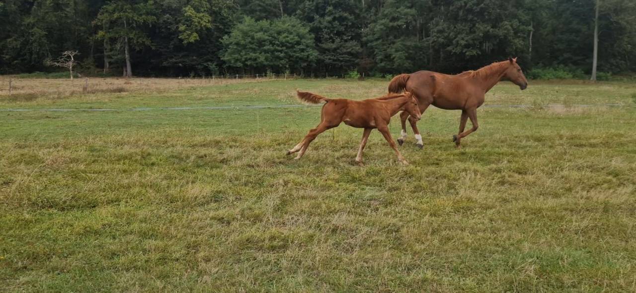 Poulain Selle Français PP