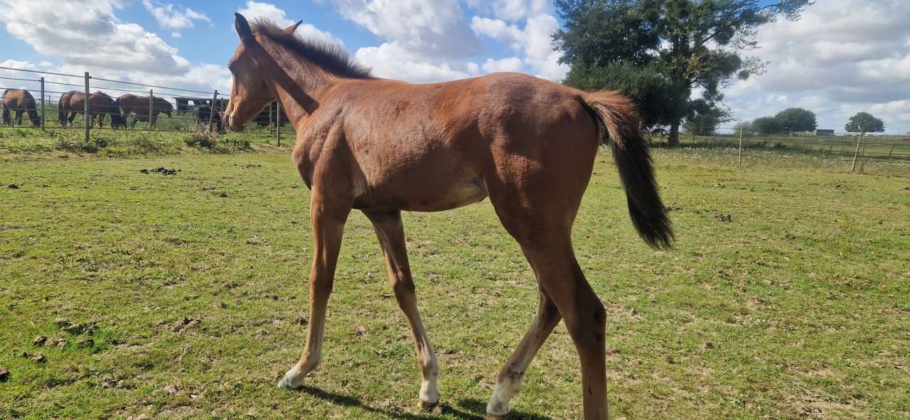 Poulinière Selle français + pouliche