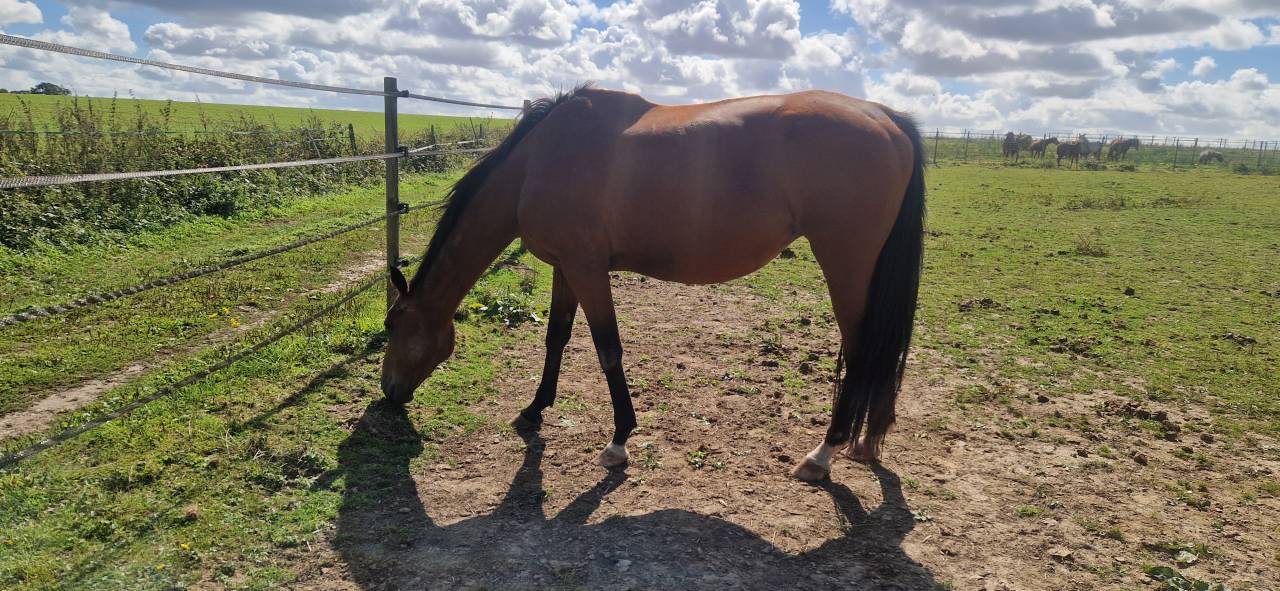Poulinière Selle français + pouliche