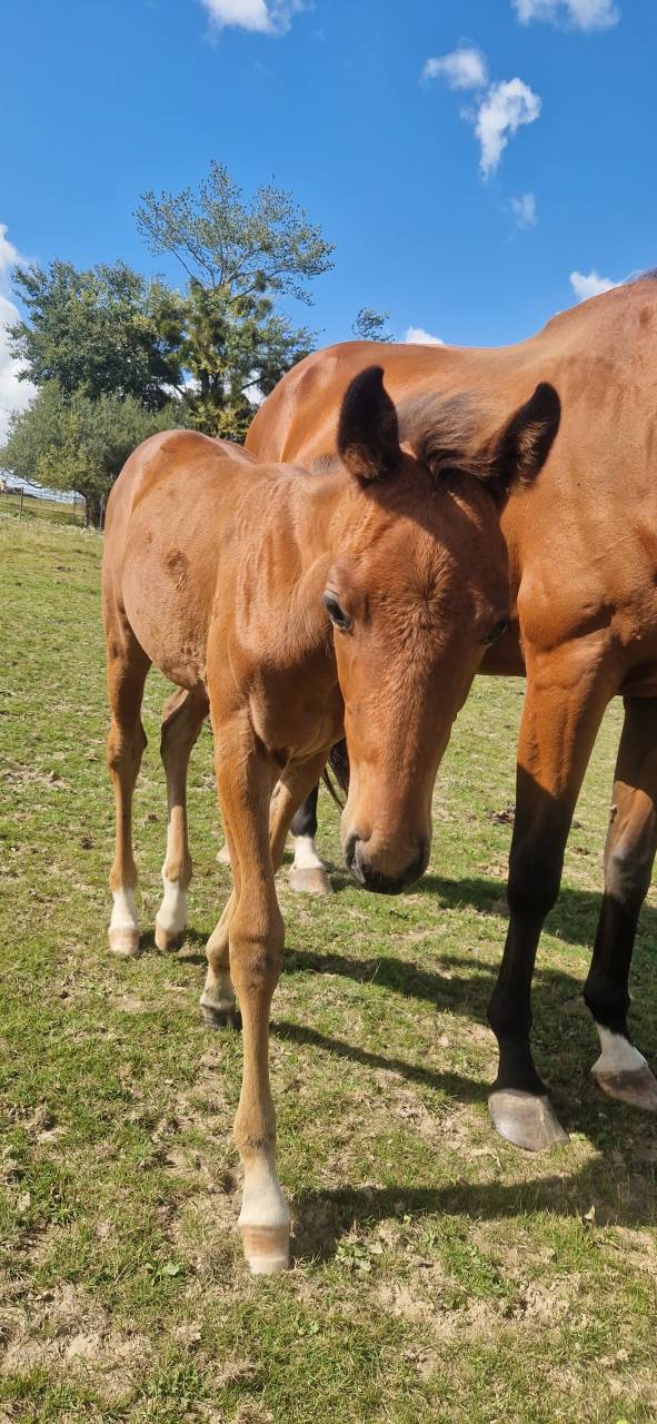 Poulinière Selle français + pouliche