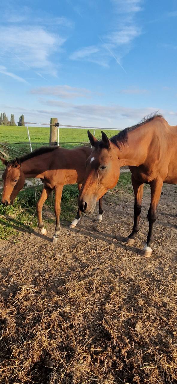 Poulinière Selle français + pouliche