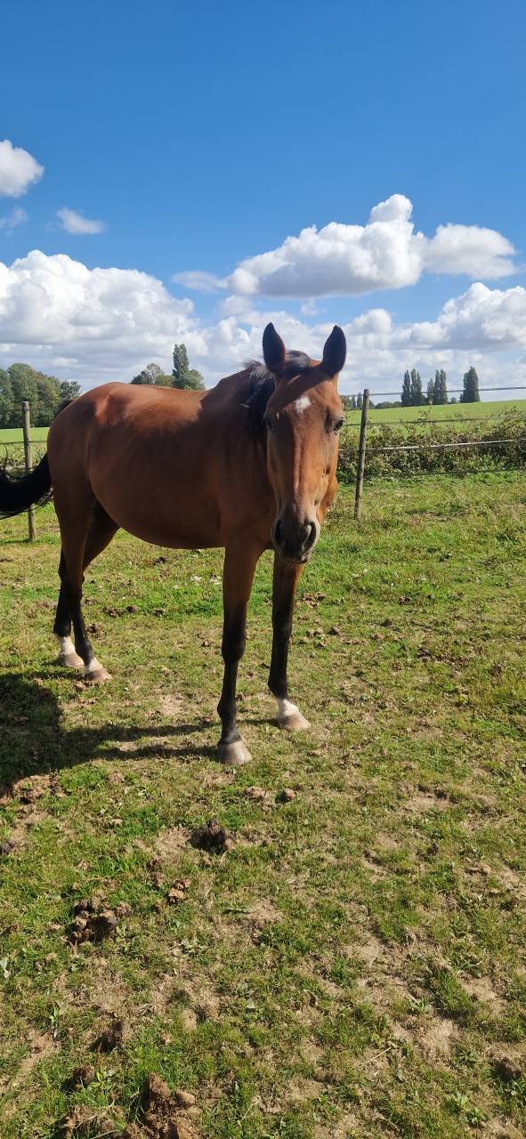 Poulinière Selle français + pouliche