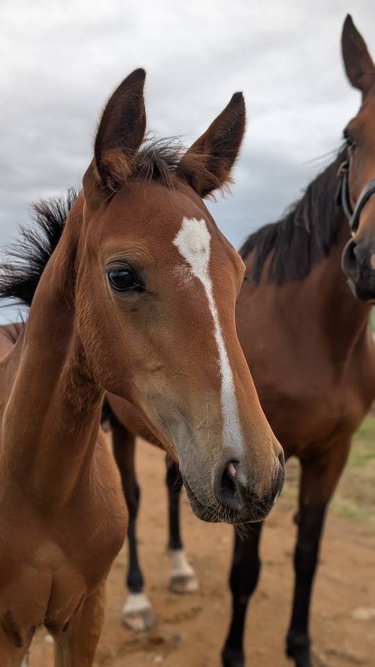 Poulain Selle Français, lignée 10/10