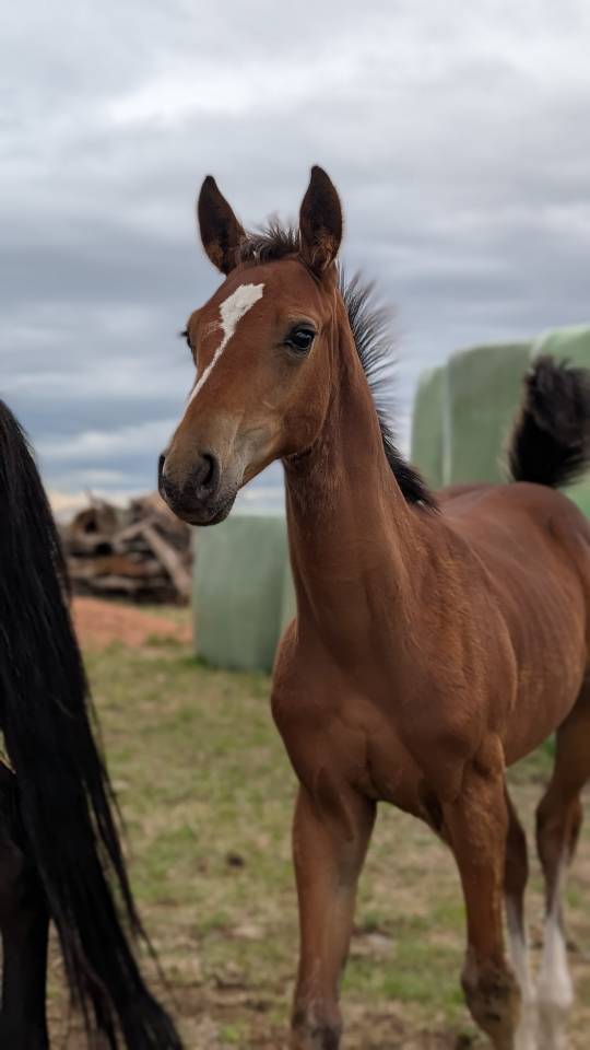 Poulain Selle Français, lignée 10/10