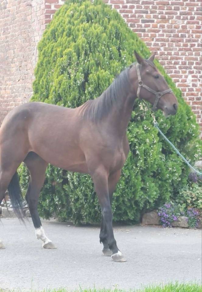 Poulinière de 4 ans 
