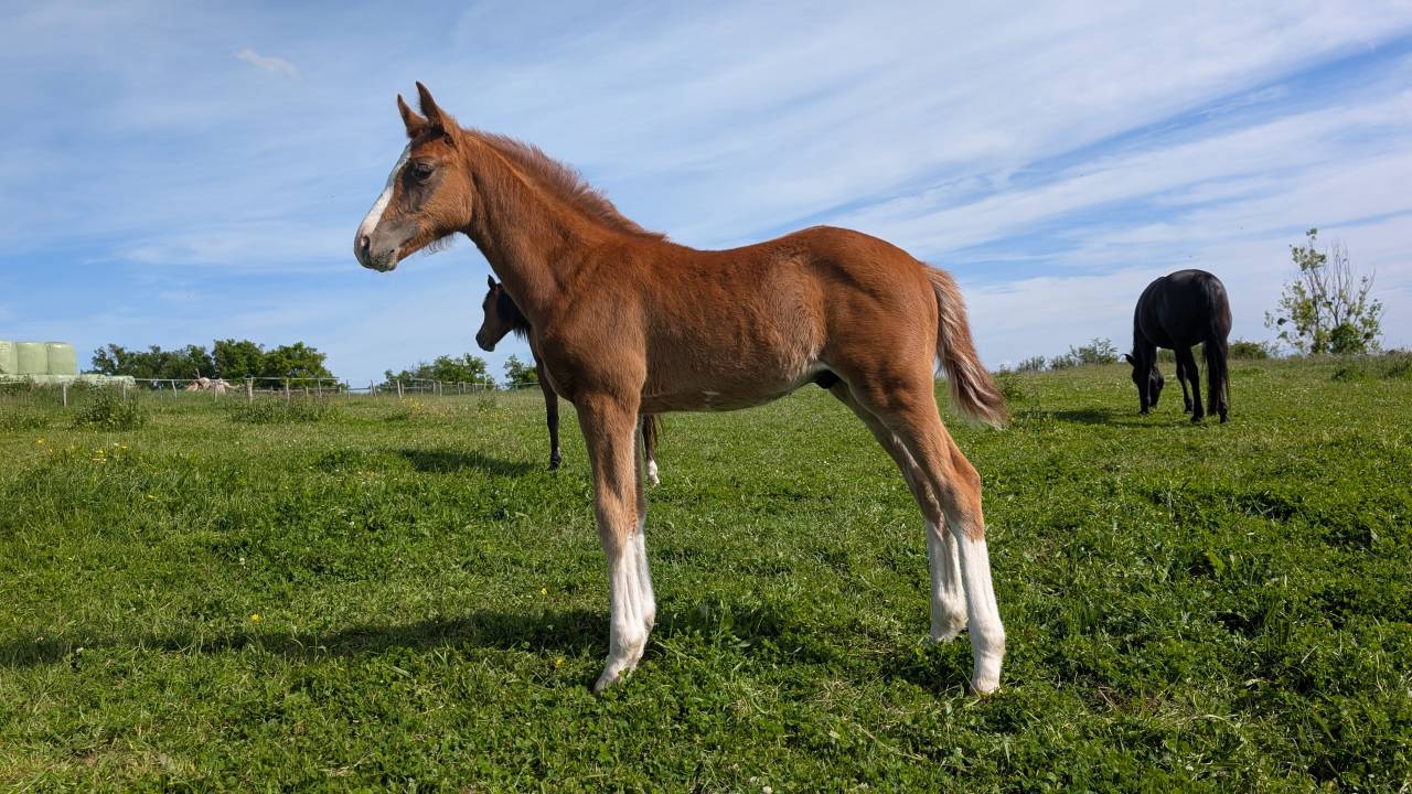 Poulain Selle Français, lignée 10/10