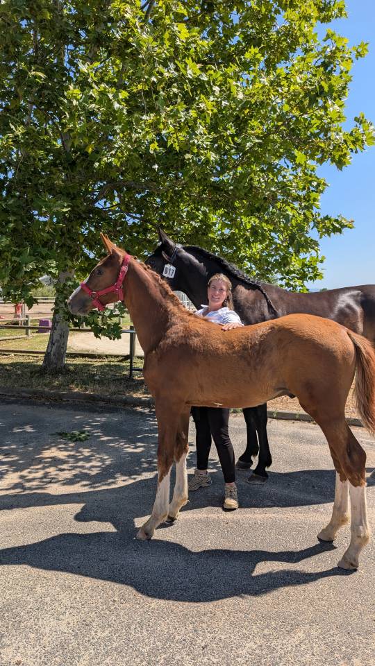 Poulain Selle Français, lignée 10/10