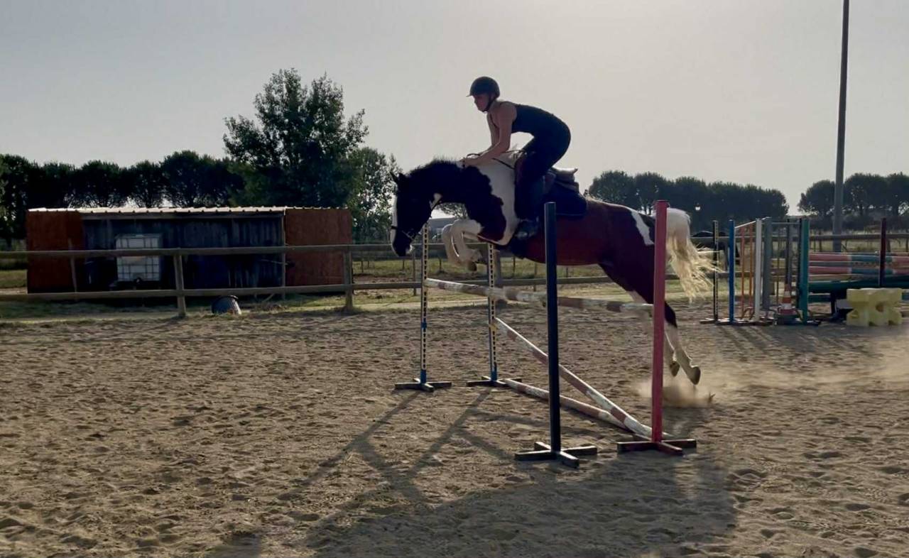 À vendre : Jument pie bai de 7 ans - Idéale du Blau