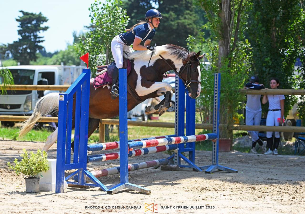 À vendre : Jument pie bai de 7 ans - Idéale du Blau