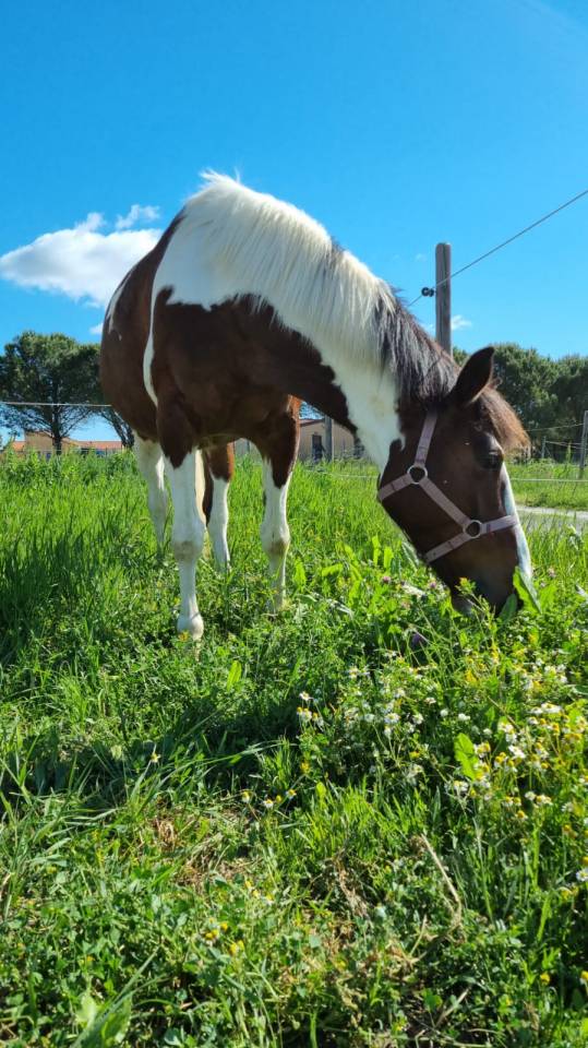 À vendre : Jument pie bai de 7 ans - Idéale du Blau