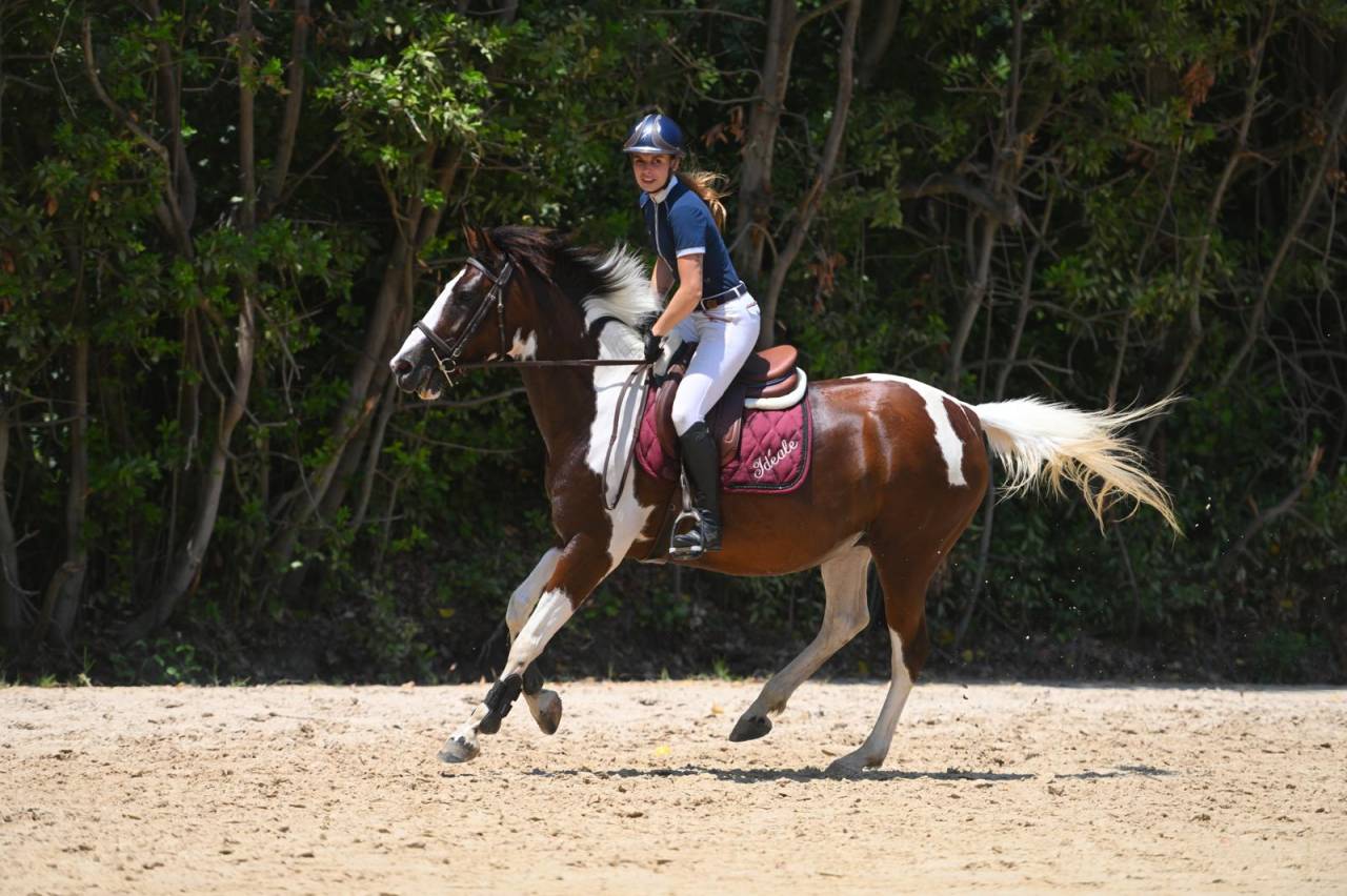 À vendre : Jument pie bai de 7 ans - Idéale du Blau