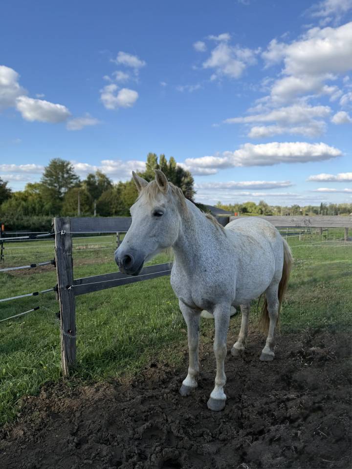 Poulinière poney