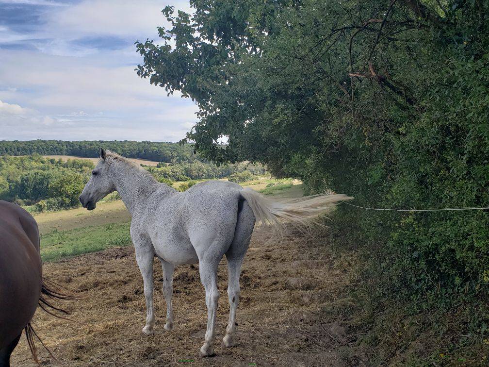 Vend Cheval OC - Amadeus de Cayrac 