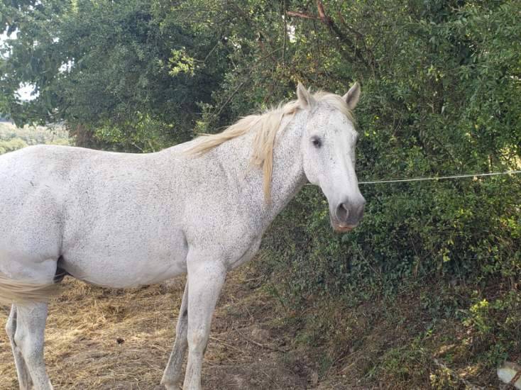 Vend Cheval OC Lipizzan/Trotteur - Amadeus de Cayrac 