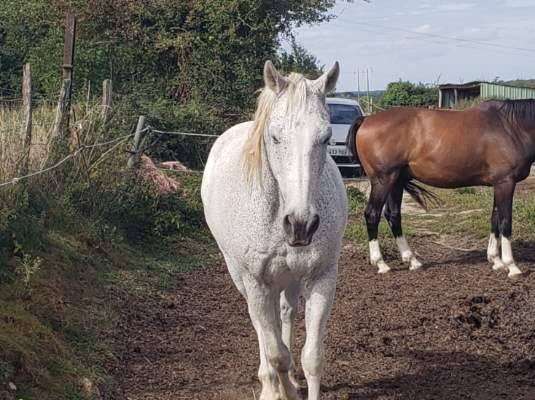 Vend Cheval OC Lipizzan/Trotteur - Amadeus de Cayrac 