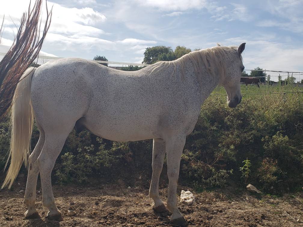 Vend Cheval OC Lipizzan/Trotteur - Amadeus de Cayrac 
