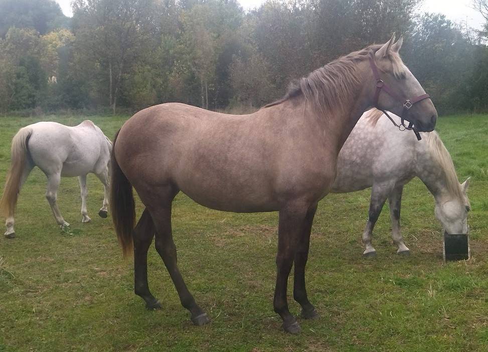 OPALE de SERMENTOL OC