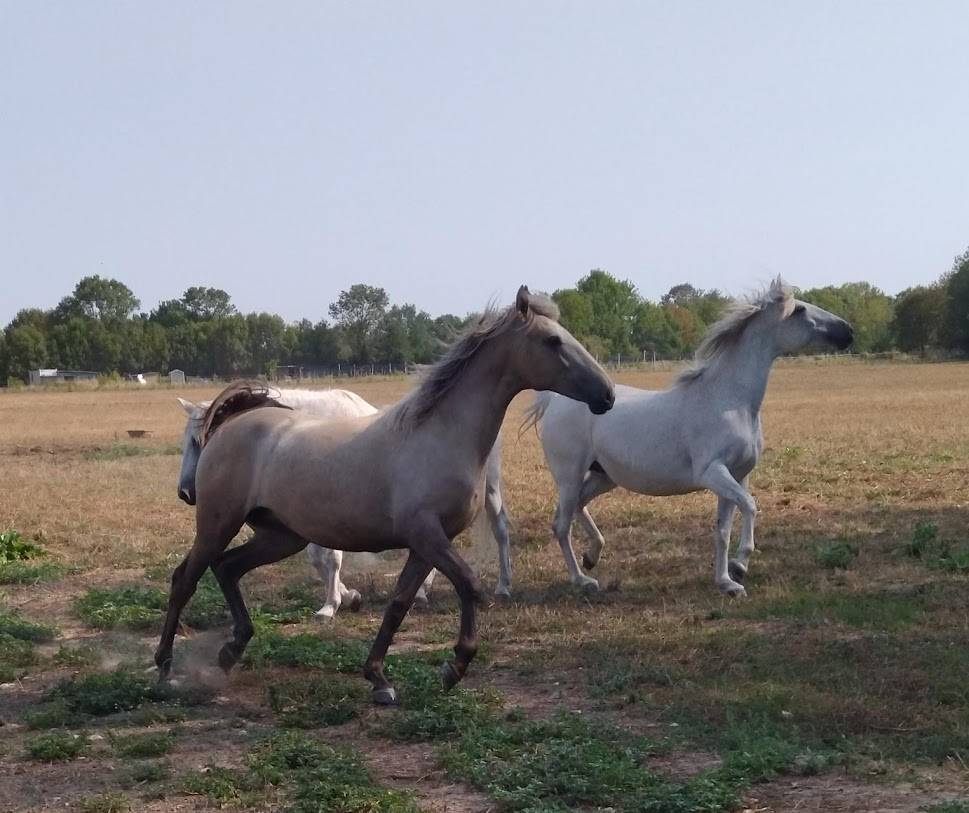 OPALE de SERMENTOL OC