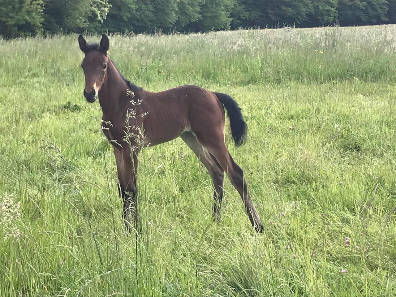 Pouliche née en Mai 2024 par Qlassic Bois Margot