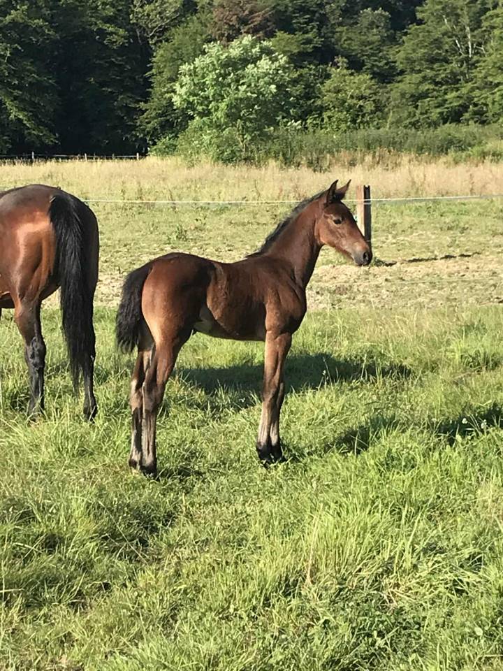 Pouliche née en Mai 2024 par Qlassic Bois Margot