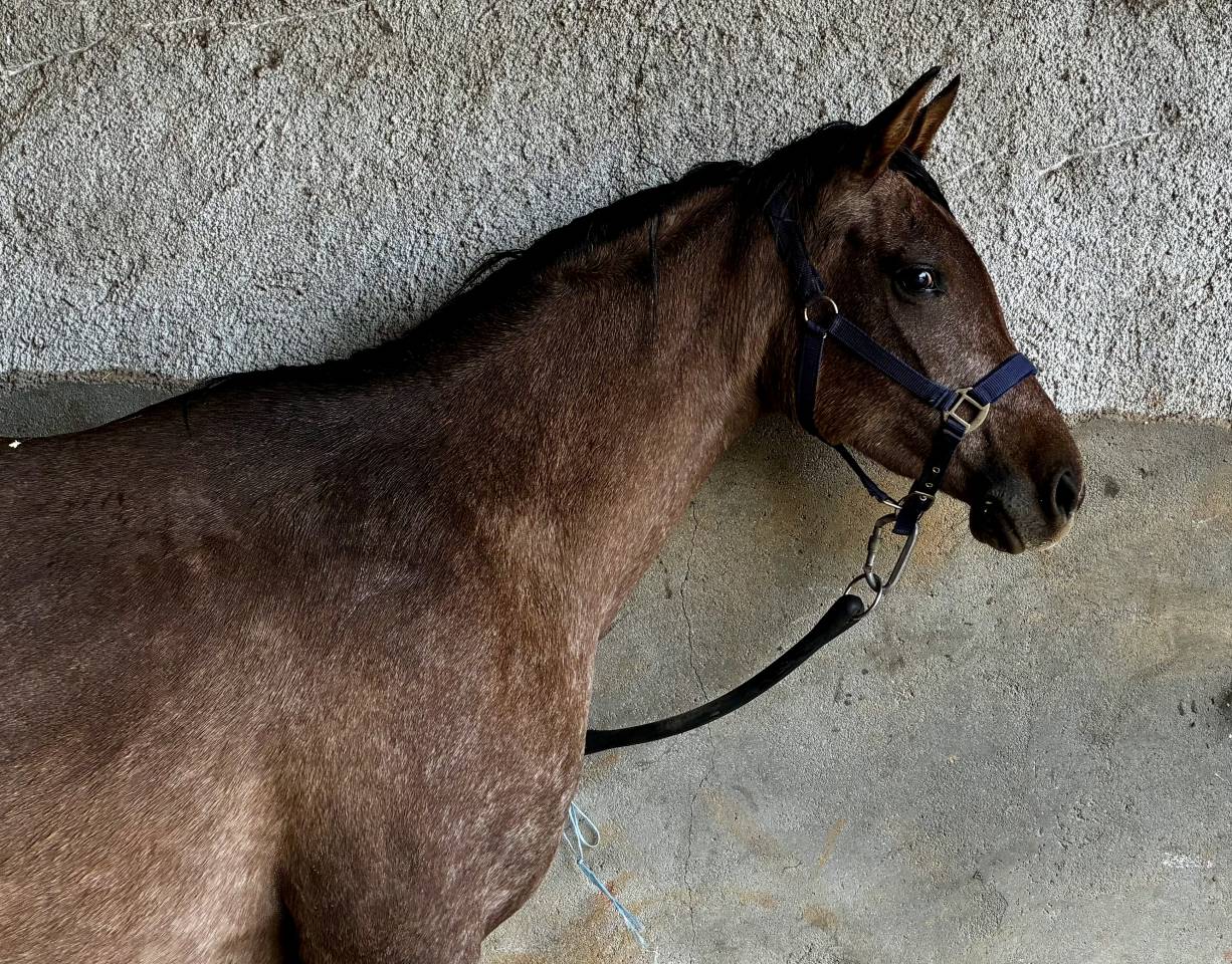 Jument 3 ans bons papiers endurance