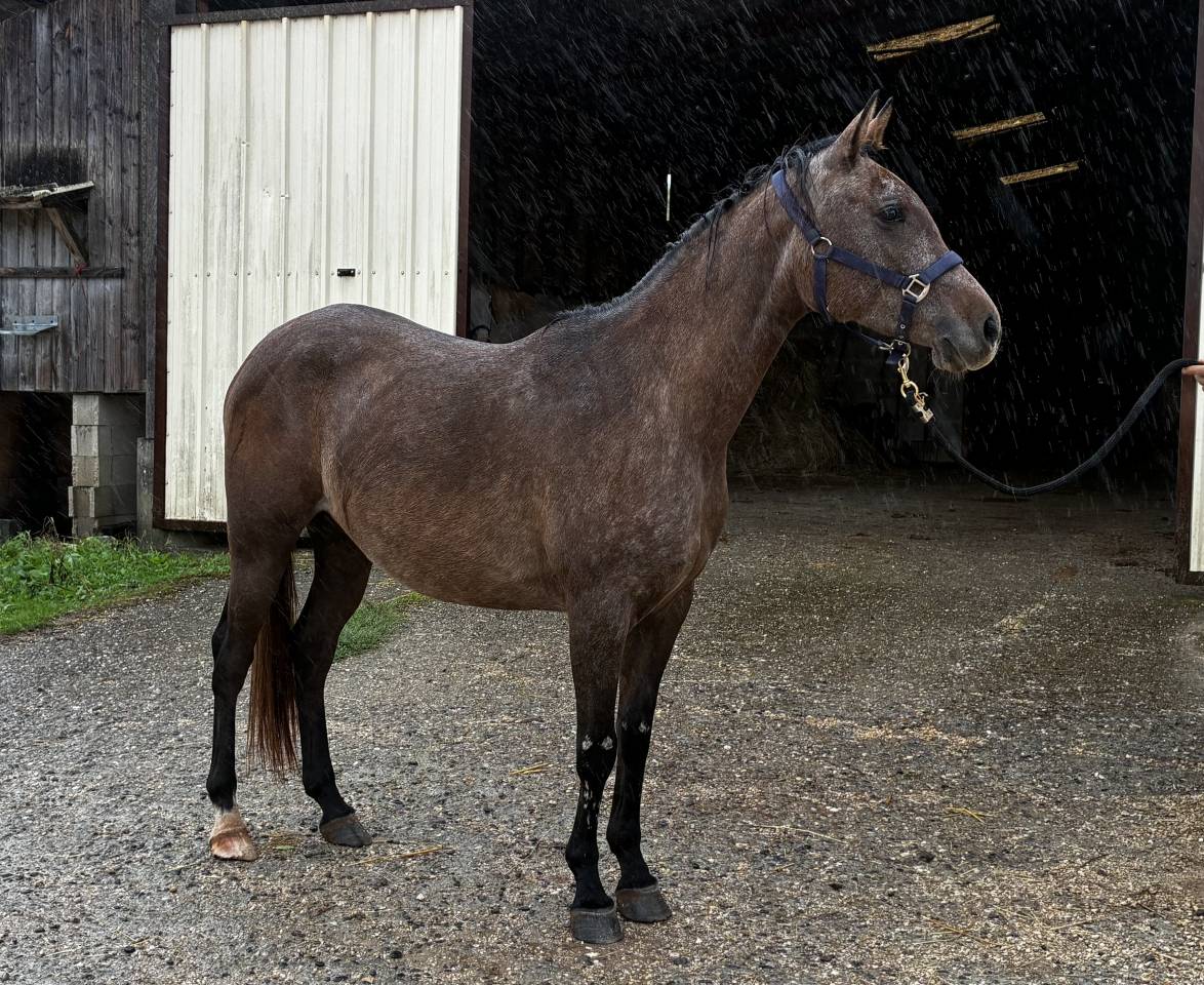 Jument 3 ans bons papiers endurance