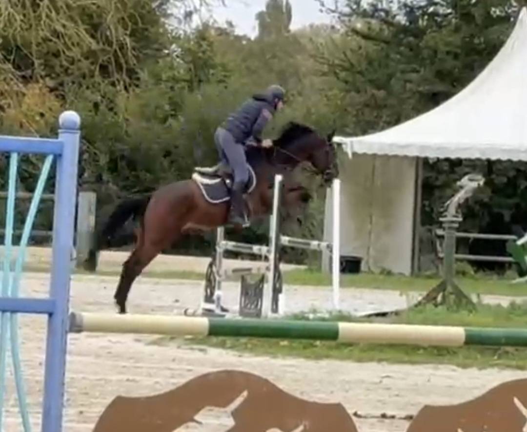 Demi Pension cheval de sport