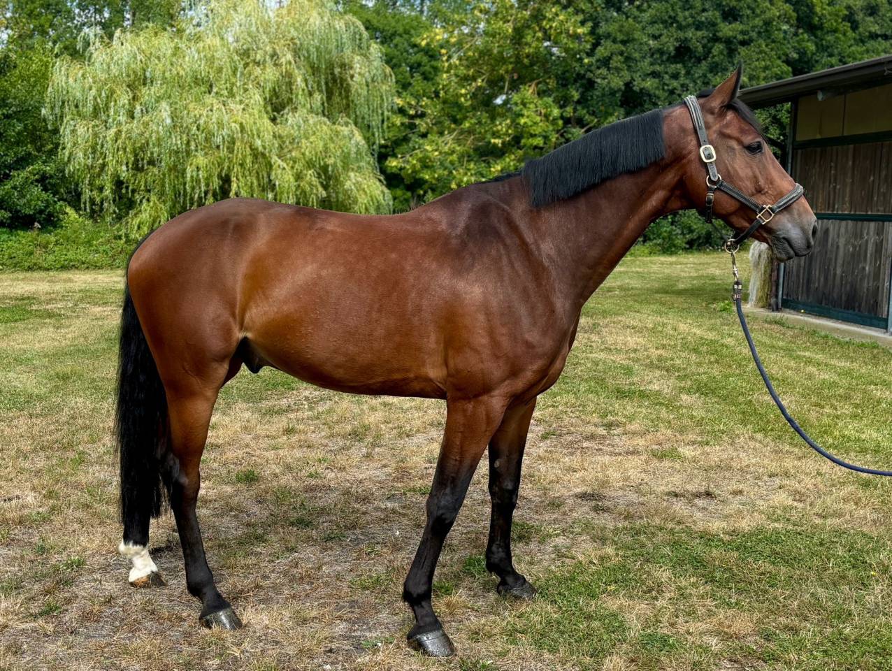 Demi Pension cheval de sport