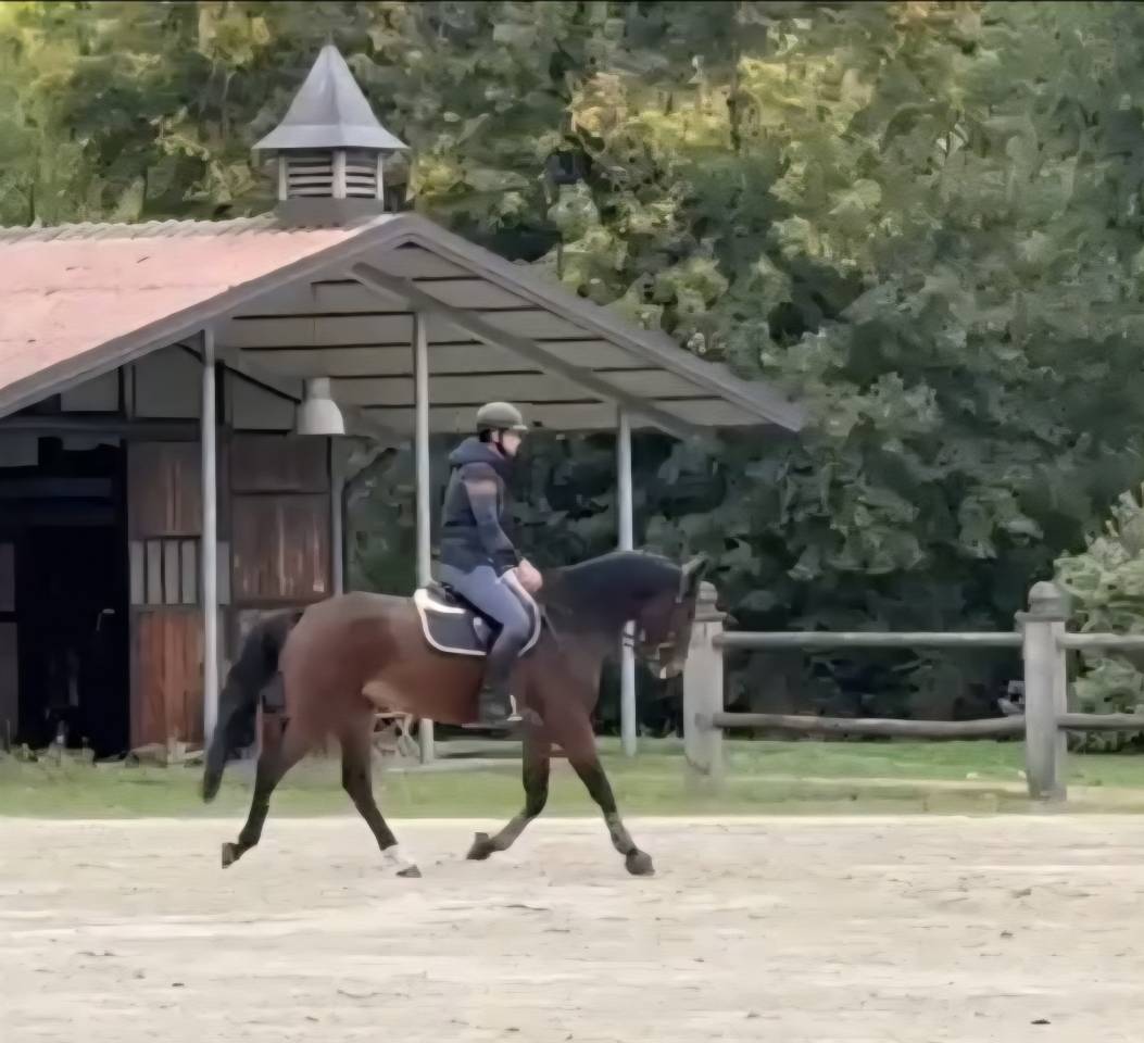 Demi Pension cheval de sport