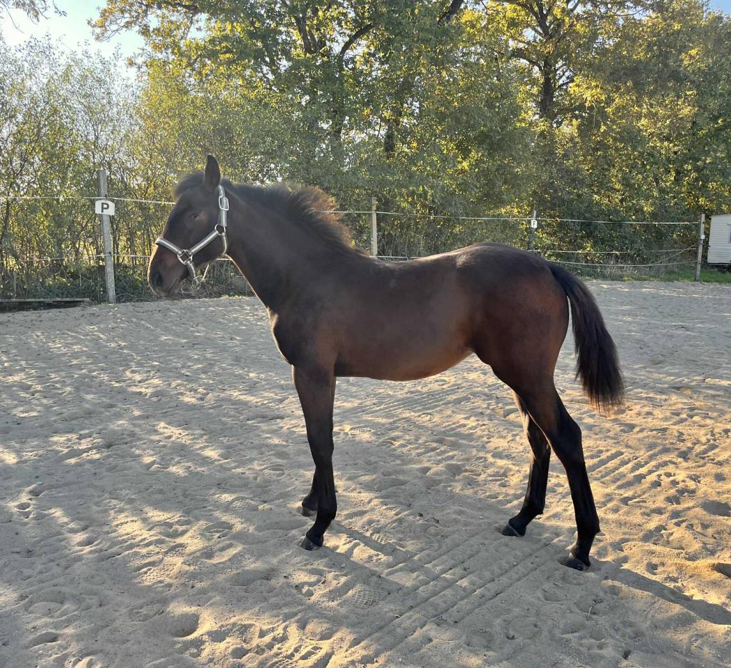 Pouliche - 6mois par Qlassic Bois Margot