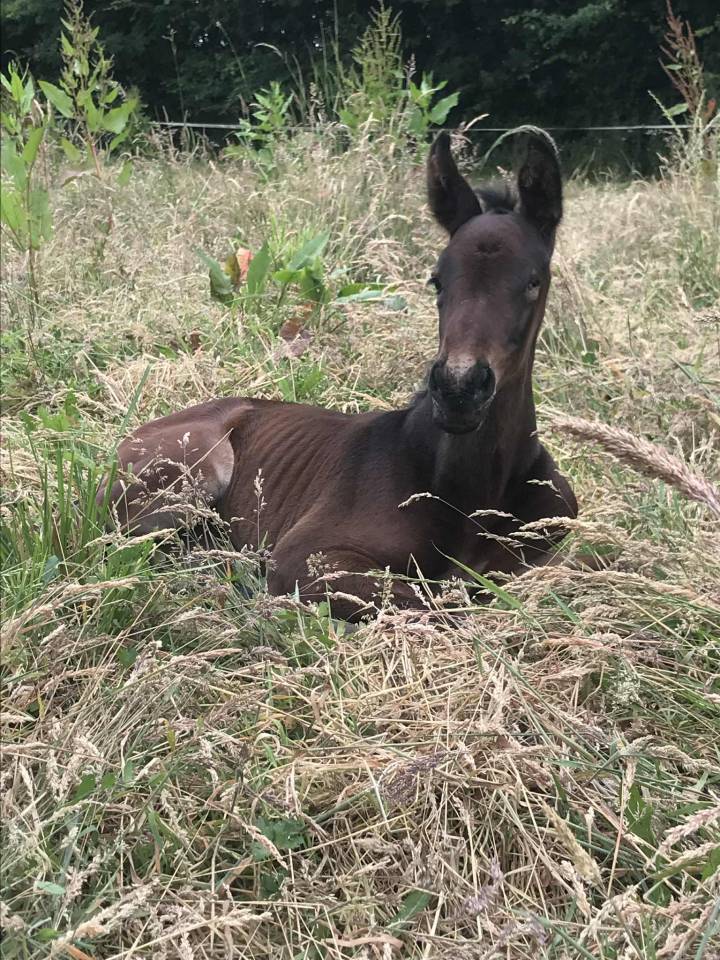 Pouliche - 6mois par Qlassic Bois Margot