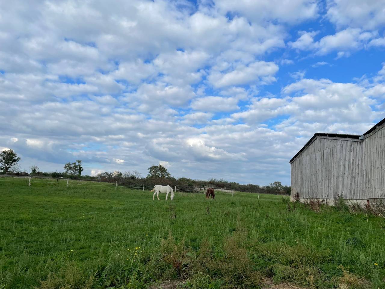 Ponette a placer contre bon soins