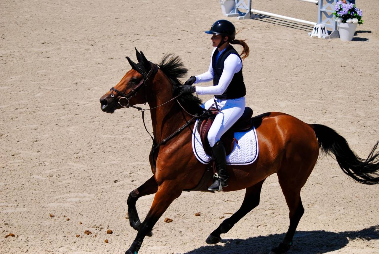 Jument à vendre - La Star du Roulard (Exploit de Roulard x Galantine VD Ronevall