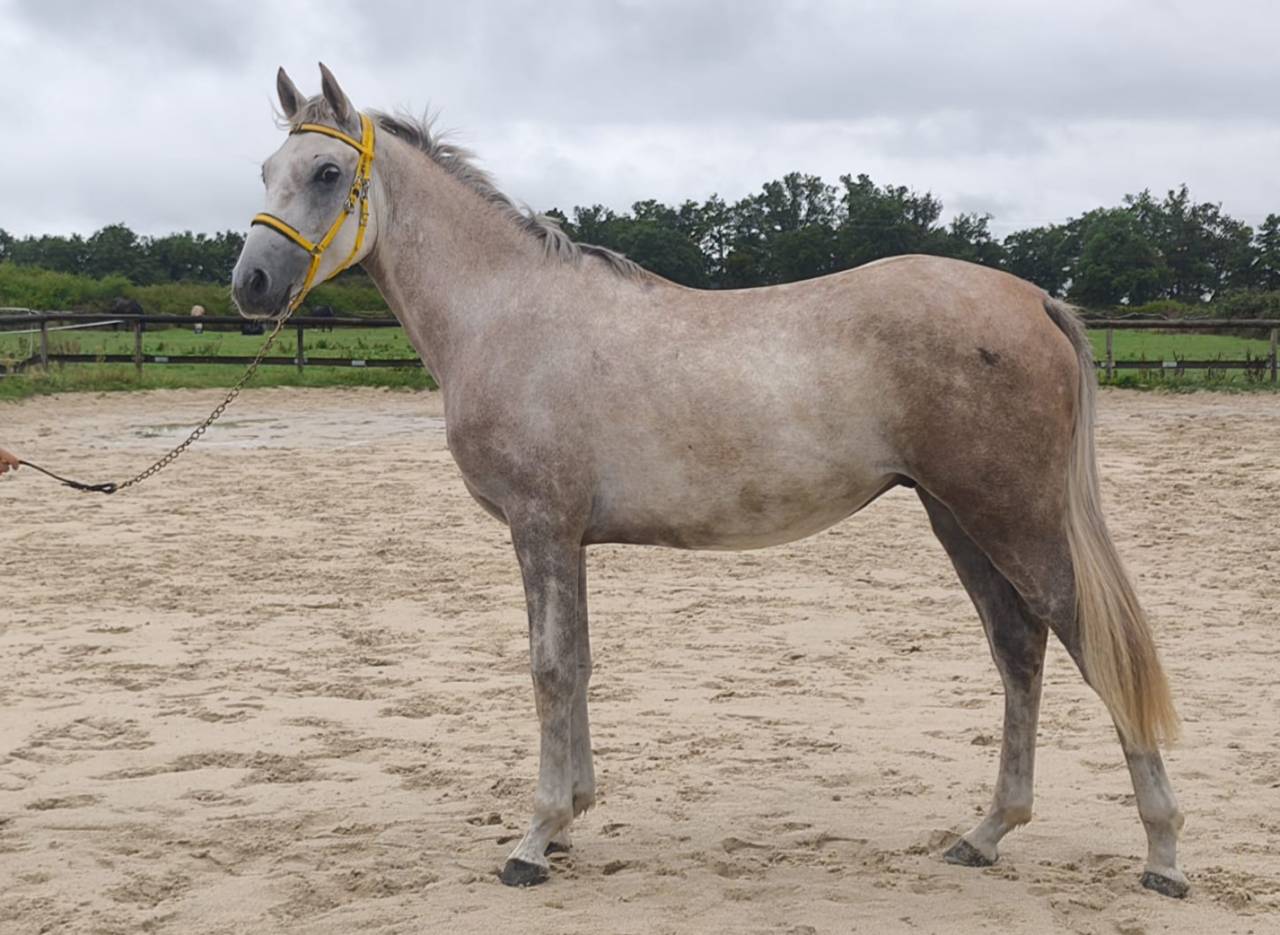 Natif des Bruneles, hongre, demi sang arabe endurance