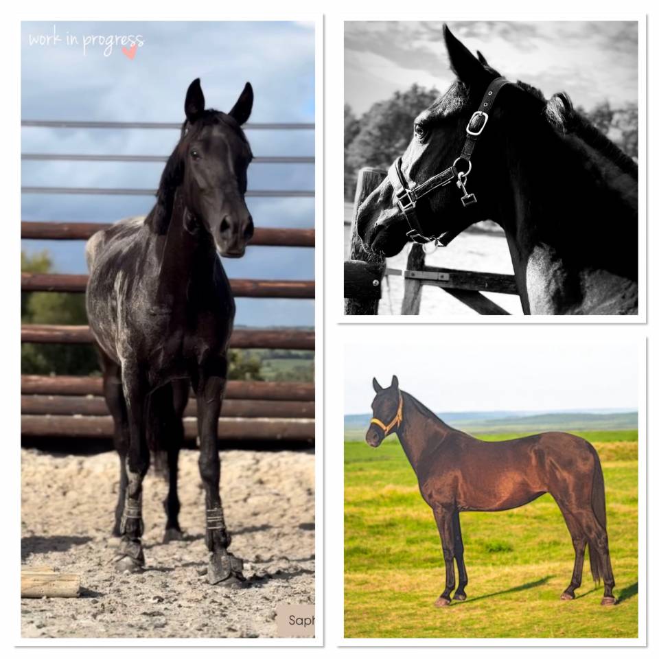 Ponette de sport 148 cm 6 ans ONC