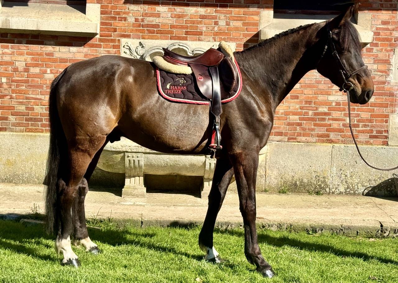 Très beau hongre 6 ans dressage - 1,72m - noir/bai brun